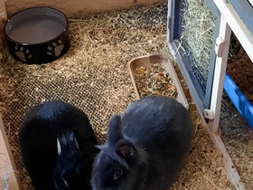 2 kania, sisarukset, Jyrsijät, Lemmikkieläimet, Pori, Tori.fi 2 kania, sisarukset, Jyrsijät, Lemmikkieläimet, Pori, Tori.fi