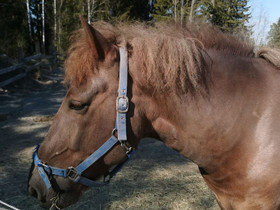 Suomenhevonen, Hevoset ja ponit, Hevoset ja hevosurheilu, Kangasala, Tori.fi Suomenhevonen, Hevoset ja ponit, Hevoset ja hevosurheilu, Kangasala, Tori.fi
