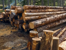 Laavupuut, Maatalous, Kuhmo, Tori.fi Laavupuut, Maatalous, Kuhmo, Tori.fi