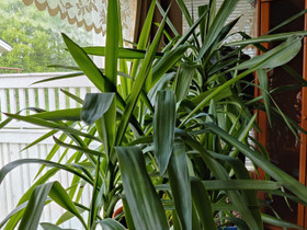 Erikokoisia Yucca-palmuja, Muu sisustus, Sisustus ja huonekalut, Mikkeli, Tori.fi Erikokoisia Yucca-palmuja, Muu sisustus, Sisustus ja huonekalut, Mikkeli, Tori.fi