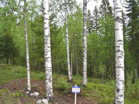 2007m², Möykynmäentie 42, Jyväskylä, Tontit, Jyväskylä, Tori.fi 2007m², Möykynmäentie 42, Jyväskylä, Tontit, Jyväskylä, Tori.fi