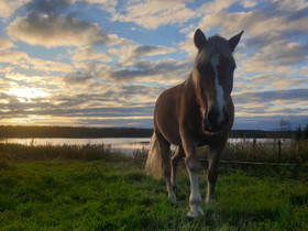 Ylläpitoon seura/maastoponi/-hevonen, Hevoset ja ponit, Hevoset ja hevosurheilu, Kittilä, Tori.fi Ylläpitoon seura/maastoponi/-hevonen, Hevoset ja ponit, Hevoset ja hevosurheilu, Kittilä, Tori.fi