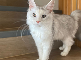 Maine Coon tyttöpennut, Kissat, Lemmikkieläimet, Espoo, Tori.fi Maine Coon tyttöpennut, Kissat, Lemmikkieläimet, Espoo, Tori.fi