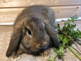Kääpiöluppa uros poikaset, Muut eläimet, Lemmikkieläimet, Ylöjärvi, Tori.fi Kääpiöluppa uros poikaset, Muut eläimet, Lemmikkieläimet, Ylöjärvi, Tori.fi