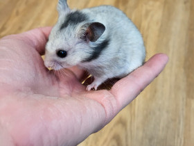 Syyrialaisen hamsterin poikasia, Jyrsijät, Lemmikkieläimet, Kemi, Tori.fi Syyrialaisen hamsterin poikasia, Jyrsijät, Lemmikkieläimet, Kemi, Tori.fi