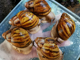 Akaattikotilo, archachatina marginata suturalis, Muut eläimet, Lemmikkieläimet, Oulu, Tori.fi Akaattikotilo, archachatina marginata suturalis, Muut eläimet, Lemmikkieläimet, Oulu, Tori.fi