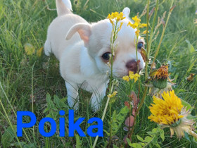 Koiranpennut pieni kokoiset, Koirat, Lemmikkieläimet, Mikkeli, Tori.fi Koiranpennut pieni kokoiset, Koirat, Lemmikkieläimet, Mikkeli, Tori.fi