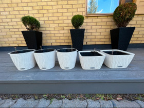 Lechuza nido, Ruukut, kivet ja koristeet, Piha ja puutarha, Nakkila, Tori.fi Lechuza nido, Ruukut, kivet ja koristeet, Piha ja puutarha, Nakkila, Tori.fi