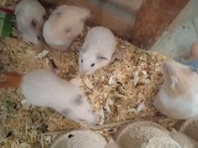 Syyrialainen hamsteri, Jyrsijät, Lemmikkieläimet, Lahti, Tori.fi Syyrialainen hamsteri, Jyrsijät, Lemmikkieläimet, Lahti, Tori.fi