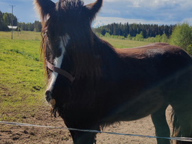 Tinker tamma, Hevoset ja ponit, Hevoset ja hevosurheilu, Imatra, Tori.fi