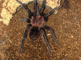 Tarantula, Muut eläimet, Lemmikkieläimet, Rovaniemi, Tori.fi Tarantula, Muut eläimet, Lemmikkieläimet, Rovaniemi, Tori.fi