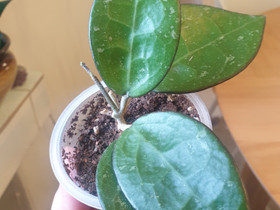 Hoya Parasitica black edge, Kasvit ja siemenet, Piha ja puutarha, Kotka, Tori.fi Hoya Parasitica black edge, Kasvit ja siemenet, Piha ja puutarha, Kotka, Tori.fi