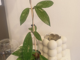 Hoya Pubicalyx silver spots, Kasvit ja siemenet, Piha ja puutarha, Kotka, Tori.fi Hoya Pubicalyx silver spots, Kasvit ja siemenet, Piha ja puutarha, Kotka, Tori.fi