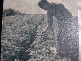 J.O.Sauli: Peruna (1941), Harrastekirjat, Kirjat ja lehdet, Oulu, Tori.fi J.O.Sauli: Peruna (1941), Harrastekirjat, Kirjat ja lehdet, Oulu, Tori.fi