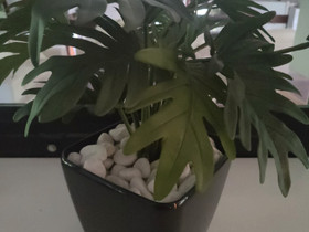 Tekokasvi, Muu sisustus, Sisustus ja huonekalut, Vantaa, Tori.fi Tekokasvi, Muu sisustus, Sisustus ja huonekalut, Vantaa, Tori.fi