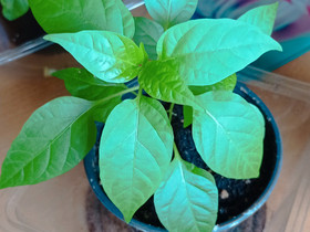Bolivian Rainbow chili, Kasvit ja siemenet, Piha ja puutarha, Kemijärvi, Tori.fi Bolivian Rainbow chili, Kasvit ja siemenet, Piha ja puutarha, Kemijärvi, Tori.fi