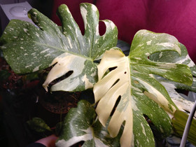 Monstera thai constellation, Kasvit ja siemenet, Piha ja puutarha, Kouvola, Tori.fi Monstera thai constellation, Kasvit ja siemenet, Piha ja puutarha, Kouvola, Tori.fi