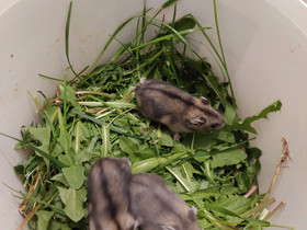Venäjänkääpiöhamsteri talvikon pentuja, Jyrsijät, Lemmikkieläimet, Oulu, Tori.fi Venäjänkääpiöhamsteri talvikon pentuja, Jyrsijät, Lemmikkieläimet, Oulu, Tori.fi
