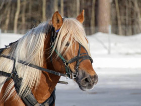 Suomehevos ori, Hevoset ja ponit, Hevoset ja hevosurheilu, Kouvola, Tori.fi Suomehevos ori, Hevoset ja ponit, Hevoset ja hevosurheilu, Kouvola, Tori.fi