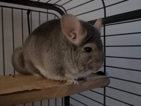 Chinchilla tarvikkeineen, Muut eläimet, Lemmikkieläimet, Joroinen, Tori.fi Chinchilla tarvikkeineen, Muut eläimet, Lemmikkieläimet, Joroinen, Tori.fi