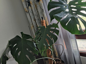 Monstera / peikonlehti, Kasvit ja siemenet, Piha ja puutarha, Riihimäki, Tori.fi Monstera / peikonlehti, Kasvit ja siemenet, Piha ja puutarha, Riihimäki, Tori.fi