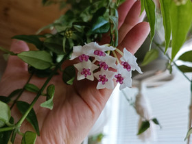 Hoya bella /pikkuposliinikukka, Kasvit ja siemenet, Piha ja puutarha, Imatra, Tori.fi Hoya bella /pikkuposliinikukka, Kasvit ja siemenet, Piha ja puutarha, Imatra, Tori.fi
