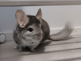 Chinchilla, Jyrsijät, Lemmikkieläimet, Kuopio, Tori.fi Chinchilla, Jyrsijät, Lemmikkieläimet, Kuopio, Tori.fi