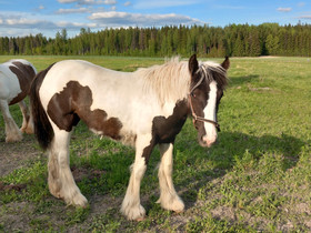 Irlannincob tamma, Hevoset ja ponit, Hevoset ja hevosurheilu, Kouvola, Tori.fi Irlannincob tamma, Hevoset ja ponit, Hevoset ja hevosurheilu, Kouvola, Tori.fi