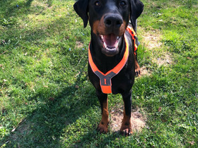 Dobermanni narttu, Koirat, Lemmikkieläimet, Kangasala, Tori.fi Dobermanni narttu, Koirat, Lemmikkieläimet, Kangasala, Tori.fi