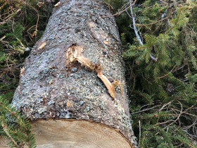 Kuusitukkia esim. massiivisen pöydän rakentamiseen, Muu rakentaminen ja remontointi, Rakennustarvikkeet ja työkalut, Eurajoki, Tori.fi Kuusitukkia esim. massiivisen pöydän rakentamiseen, Muu rakentaminen ja remontointi, Rakennustarvikkeet ja työkalut, Eurajoki, Tori.fi