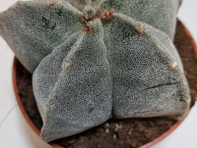 Piispanhattu Astrophytum myriostigma, Kasvit ja siemenet, Piha ja puutarha, Espoo, Tori.fi Piispanhattu Astrophytum myriostigma, Kasvit ja siemenet, Piha ja puutarha, Espoo, Tori.fi