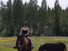 Etsitään ylläpitoon kotieläinpihalle, Hevoset ja ponit, Hevoset ja hevosurheilu, Sonkajärvi, Tori.fi