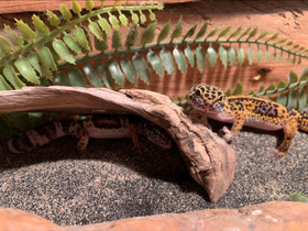 Leopardigekko uroksia, Muut eläimet, Lemmikkieläimet, Heinola, Tori.fi Leopardigekko uroksia, Muut eläimet, Lemmikkieläimet, Heinola, Tori.fi