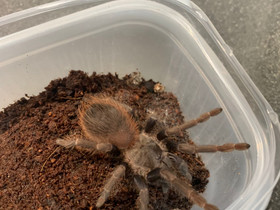 Tarantula, Muut eläimet, Lemmikkieläimet, Ylöjärvi, Tori.fi Tarantula, Muut eläimet, Lemmikkieläimet, Ylöjärvi, Tori.fi