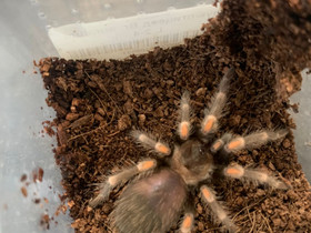 Tarantula, Muut eläimet, Lemmikkieläimet, Tampere, Tori.fi Tarantula, Muut eläimet, Lemmikkieläimet, Tampere, Tori.fi