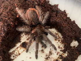 Tarantula, Muut eläimet, Lemmikkieläimet, Ylöjärvi, Tori.fi Tarantula, Muut eläimet, Lemmikkieläimet, Ylöjärvi, Tori.fi