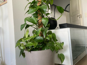 Kultaköynnös Marble Queen iso, Kasvit ja siemenet, Piha ja puutarha, Jyväskylä, Tori.fi Kultaköynnös Marble Queen iso, Kasvit ja siemenet, Piha ja puutarha, Jyväskylä, Tori.fi