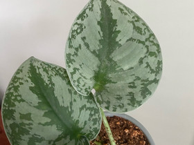 Hopeaköynnös Exotica, Kasvit ja siemenet, Piha ja puutarha, Jyväskylä, Tori.fi Hopeaköynnös Exotica, Kasvit ja siemenet, Piha ja puutarha, Jyväskylä, Tori.fi