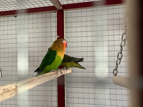 Viktoriankaijanen ( agapornis fischeri ), Muut eläimet, Lemmikkieläimet, Alavus, Tori.fi Viktoriankaijanen ( agapornis fischeri ), Muut eläimet, Lemmikkieläimet, Alavus, Tori.fi