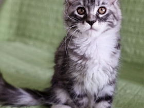 Maine Coon pentu, Kissat, Lemmikkieläimet, Helsinki, Tori.fi Maine Coon pentu, Kissat, Lemmikkieläimet, Helsinki, Tori.fi