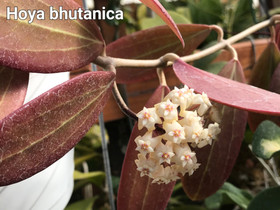 UPEA HARVINAINEN HOYA bhutanica, Kasvit ja siemenet, Piha ja puutarha, Riihimäki, Tori.fi UPEA HARVINAINEN HOYA bhutanica, Kasvit ja siemenet, Piha ja puutarha, Riihimäki, Tori.fi