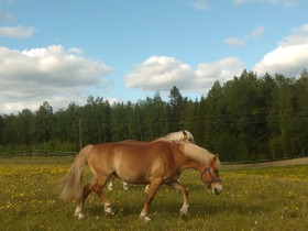 Sh-tamma 13v., Hevoset ja ponit, Hevoset ja hevosurheilu, Hollola, Tori.fi Sh-tamma 13v., Hevoset ja ponit, Hevoset ja hevosurheilu, Hollola, Tori.fi