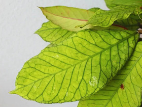 Hoya sp. Sabah EPC-961 pistokas, Kasvit ja siemenet, Piha ja puutarha, Joensuu, Tori.fi Hoya sp. Sabah EPC-961 pistokas, Kasvit ja siemenet, Piha ja puutarha, Joensuu, Tori.fi