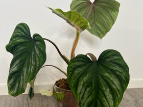 Philodendron plowmanii, Kasvit ja siemenet, Piha ja puutarha, Joensuu, Tori.fi Philodendron plowmanii, Kasvit ja siemenet, Piha ja puutarha, Joensuu, Tori.fi