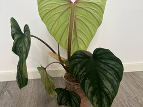Philodendron plowmanii, Kasvit ja siemenet, Piha ja puutarha, Joensuu, Tori.fi Philodendron plowmanii, Kasvit ja siemenet, Piha ja puutarha, Joensuu, Tori.fi