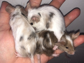 Kesyhiiri tytöt, Jyrsijät, Lemmikkieläimet, Lahti, Tori.fi Kesyhiiri tytöt, Jyrsijät, Lemmikkieläimet, Lahti, Tori.fi