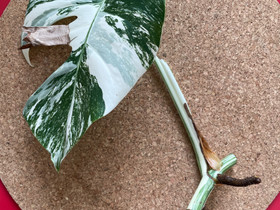 Monstera albo borsigiana variegata, Kasvit ja siemenet, Piha ja puutarha, Jyväskylä, Tori.fi Monstera albo borsigiana variegata, Kasvit ja siemenet, Piha ja puutarha, Jyväskylä, Tori.fi
