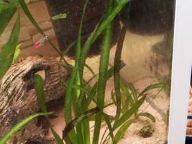 Vallisneria, Kalat ja akvaariot, Lemmikkieläimet, Oulu, Tori.fi Vallisneria, Kalat ja akvaariot, Lemmikkieläimet, Oulu, Tori.fi