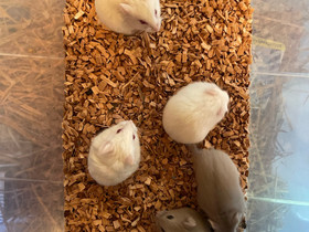 Venäjänkääpiöhamsteri campbelli, Jyrsijät, Lemmikkieläimet, Nurmijärvi, Tori.fi Venäjänkääpiöhamsteri campbelli, Jyrsijät, Lemmikkieläimet, Nurmijärvi, Tori.fi
