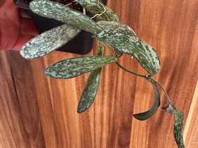 Hoya Sigillatis, Kasvit ja siemenet, Piha ja puutarha, Seinäjoki, Tori.fi Hoya Sigillatis, Kasvit ja siemenet, Piha ja puutarha, Seinäjoki, Tori.fi